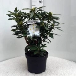 Rhododendron (Rhododendron 'Madame Masson') -AOS Hoera Winkel r. mme masson c10 50 cm
