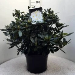 Rhododendron (Rhododendron 'Madame Masson') -AOS Hoera Winkel r. mme masson c20