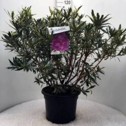 Bosrhododendron (Rhododendron Ponticum 'Variegatum') 24 Bosrhododendron (Rhododendron Ponticum 'Variegatum') -AOS Hoera Winkel r. pont. variegatum c20