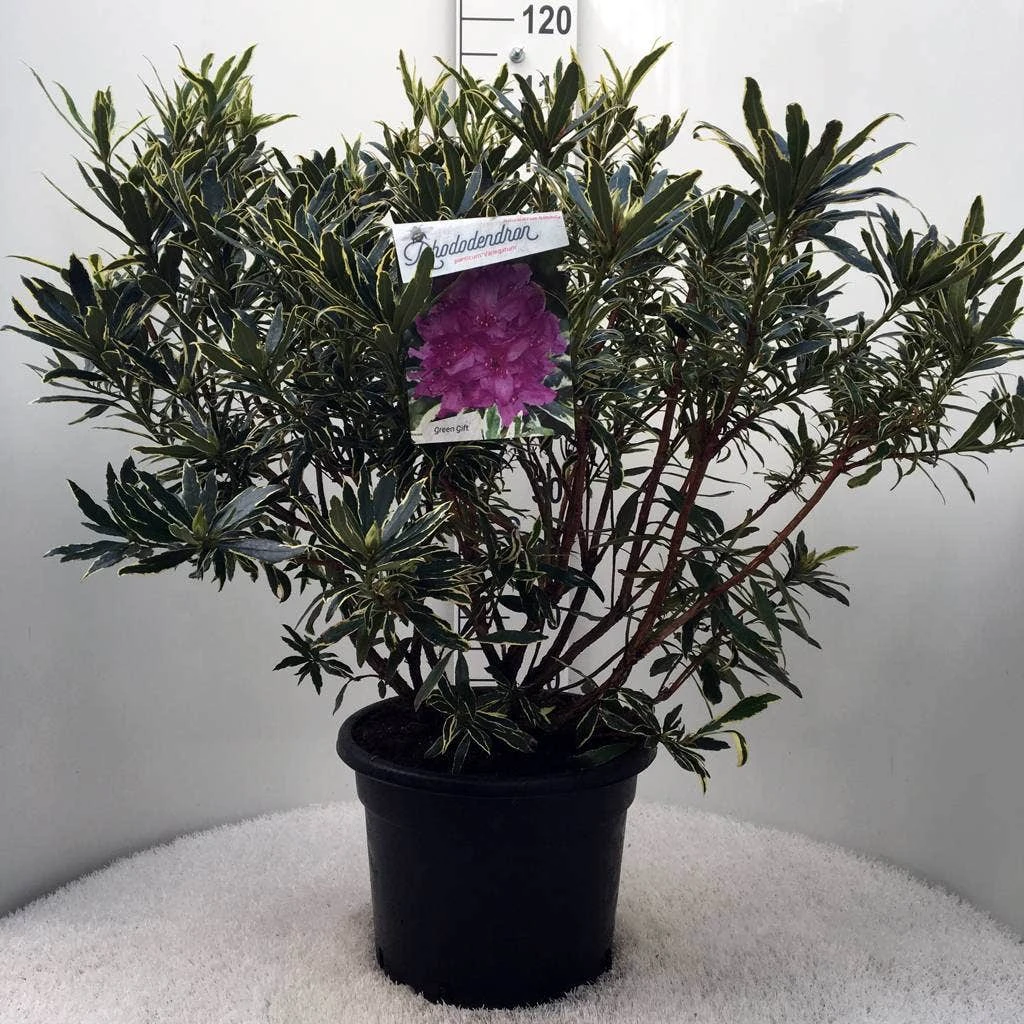 Bosrhododendron (Rhododendron Ponticum 'Variegatum') 10 Bosrhododendron (Rhododendron Ponticum 'Variegatum') - Afbeelding 10