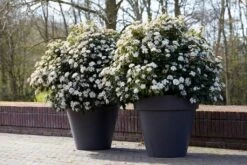 Groenblijvende Sneeuwbal (Viburnum Tinus 'Eve Price') -AOS Hoera Winkel rera04753