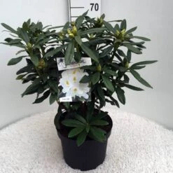 Rhododendron (Rhododendron 'Madame Masson') -AOS Hoera Winkel rh. mme masson c10 50 cm