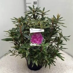 Bosrhododendron (Rhododendron Ponticum 'Variegatum') 22 Bosrhododendron (Rhododendron Ponticum 'Variegatum') -AOS Hoera Winkel rh. pont. variegatum c10 50 cm