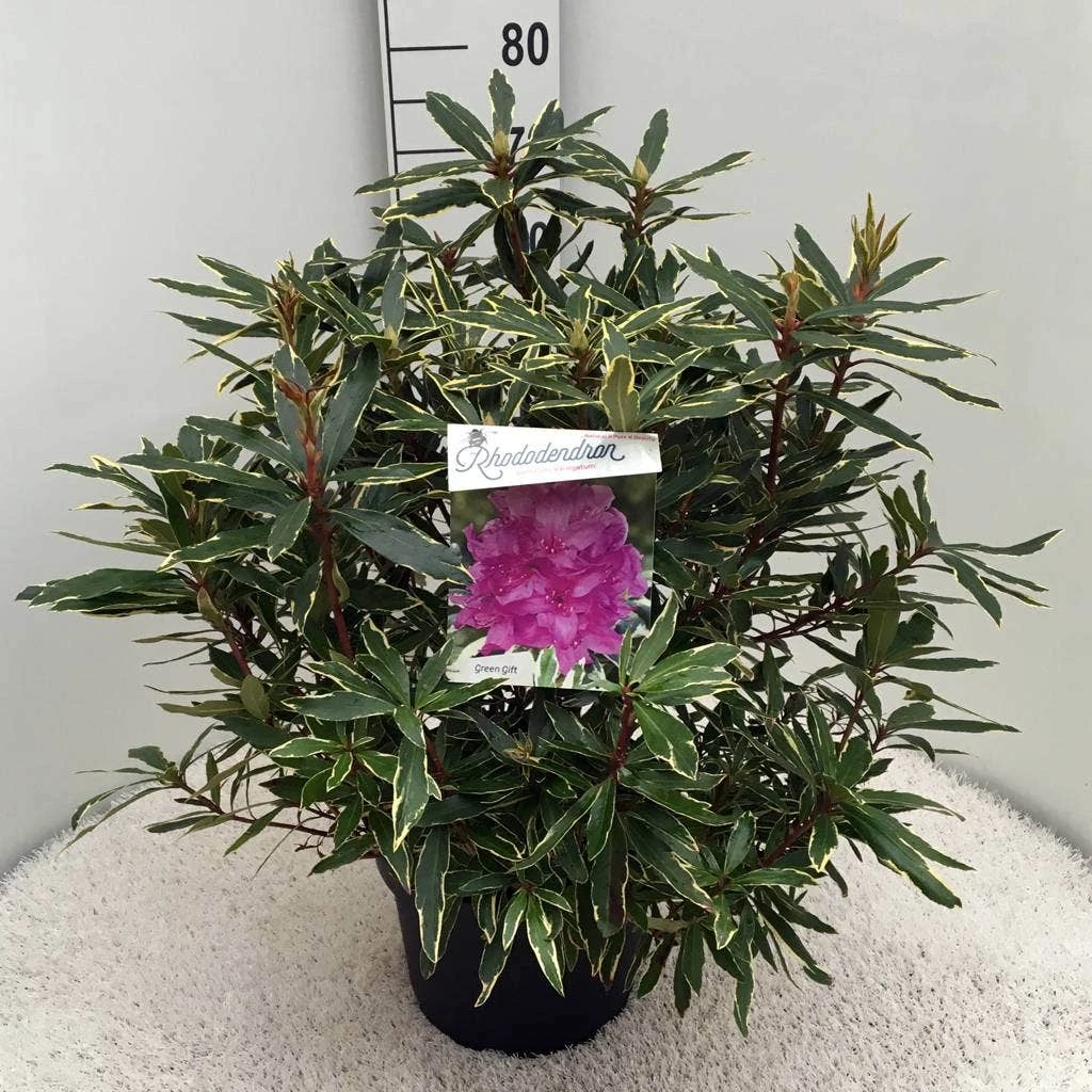 Bosrhododendron (Rhododendron Ponticum 'Variegatum') 8 Bosrhododendron (Rhododendron Ponticum 'Variegatum') - Afbeelding 8