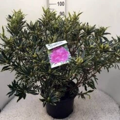 Bosrhododendron (Rhododendron Ponticum 'Variegatum') 25 Bosrhododendron (Rhododendron Ponticum 'Variegatum') -AOS Hoera Winkel rh. pont. variegatum c20