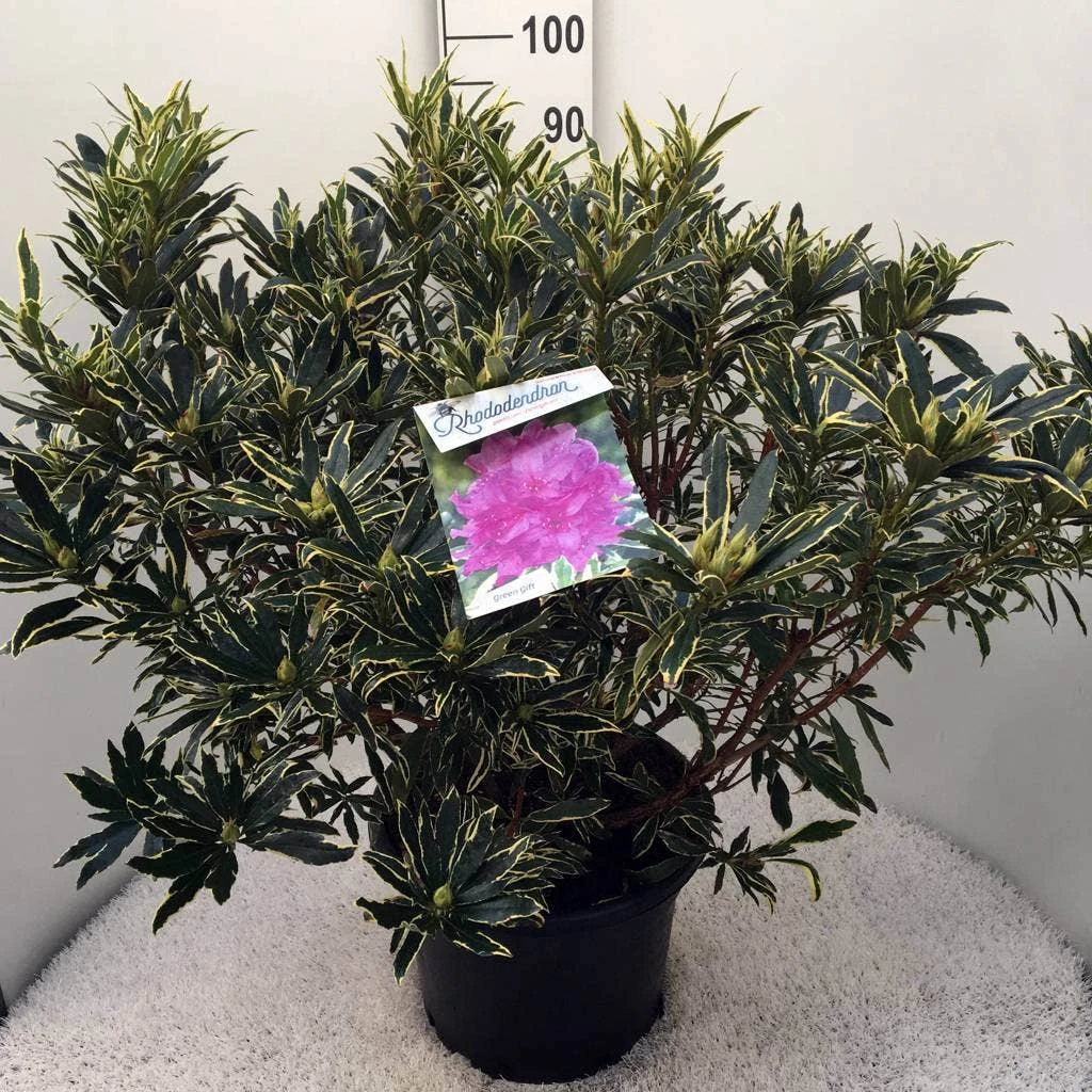 Bosrhododendron (Rhododendron Ponticum 'Variegatum') 11 Bosrhododendron (Rhododendron Ponticum 'Variegatum') - Afbeelding 11