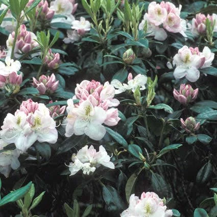 Rhododendron (Rhododendron 'Gomer Waterer') 1 Rhododendron (Rhododendron 'Gomer Waterer')