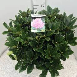 Rhododendron (Rhododendron 'Gomer Waterer') 14 Rhododendron (Rhododendron 'Gomer Waterer') -AOS Hoera Winkel rho. gomer waterer c20