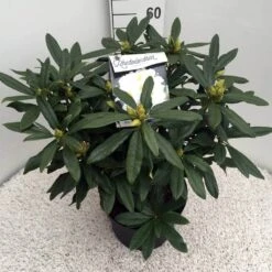 Rhododendron (Rhododendron 'Madame Masson') -AOS Hoera Winkel rho. mme masson c10 50 cm