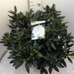 Rhododendron (Rhododendron 'Madame Masson') -AOS Hoera Winkel rho. mme masson c20