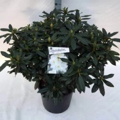 Rhododendron (Rhododendron 'Madame Masson') -AOS Hoera Winkel rho. mme masson c30