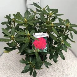 Rhododendron (Rhododendron 'Nova Zembla') 17 Rhododendron (Rhododendron 'Nova Zembla') -AOS Hoera Winkel rho. nova zembla c10 50 cm