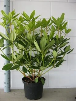 Rhododendron (Rhododendron Catawbiense 'Grandiflorum') 19 Rhododendron (Rhododendron Catawbiense 'Grandiflorum') -AOS Hoera Winkel rhododendron grandiflorum 50 60 1