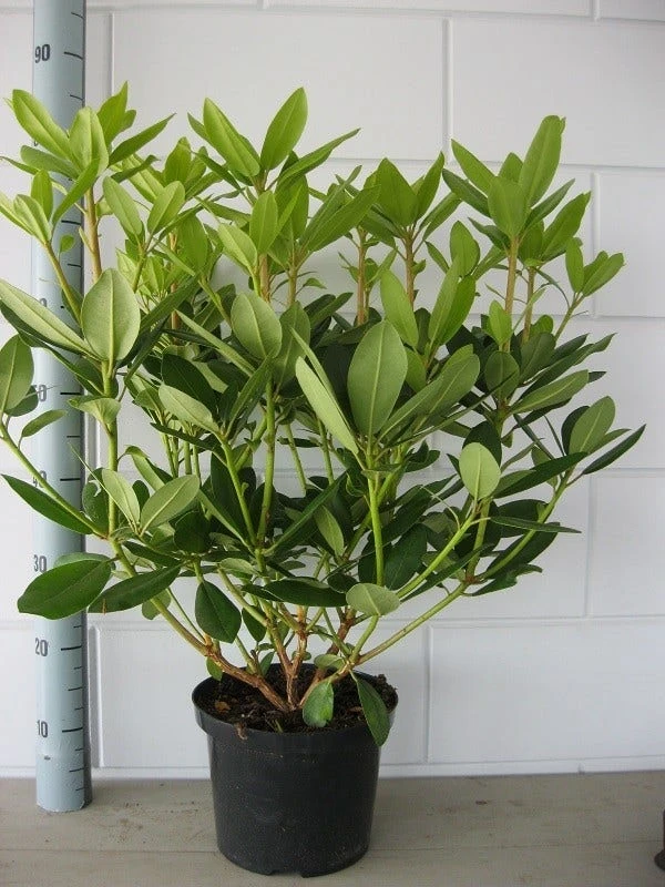 Rhododendron (Rhododendron Catawbiense 'Grandiflorum') 6 Rhododendron (Rhododendron Catawbiense 'Grandiflorum') - Afbeelding 6