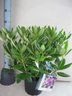 Rhododendron (Rhododendron Catawbiense 'Grandiflorum') 20 Rhododendron (Rhododendron Catawbiense 'Grandiflorum') -AOS Hoera Winkel rhododendron grandiflorum c5 aug