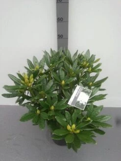 Rhododendron (Rhododendron 'Madame Masson') -AOS Hoera Winkel rhododendron madame masson