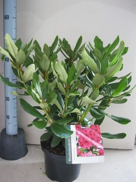 Rhododendron (Rhododendron 'Nova Zembla') 10 Rhododendron (Rhododendron 'Nova Zembla') - Afbeelding 10