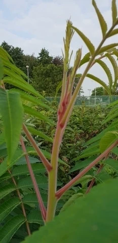 Fluweelboom, Struik (Rhus Typhina) 4 Fluweelboom, Struik (Rhus Typhina) - Afbeelding 4