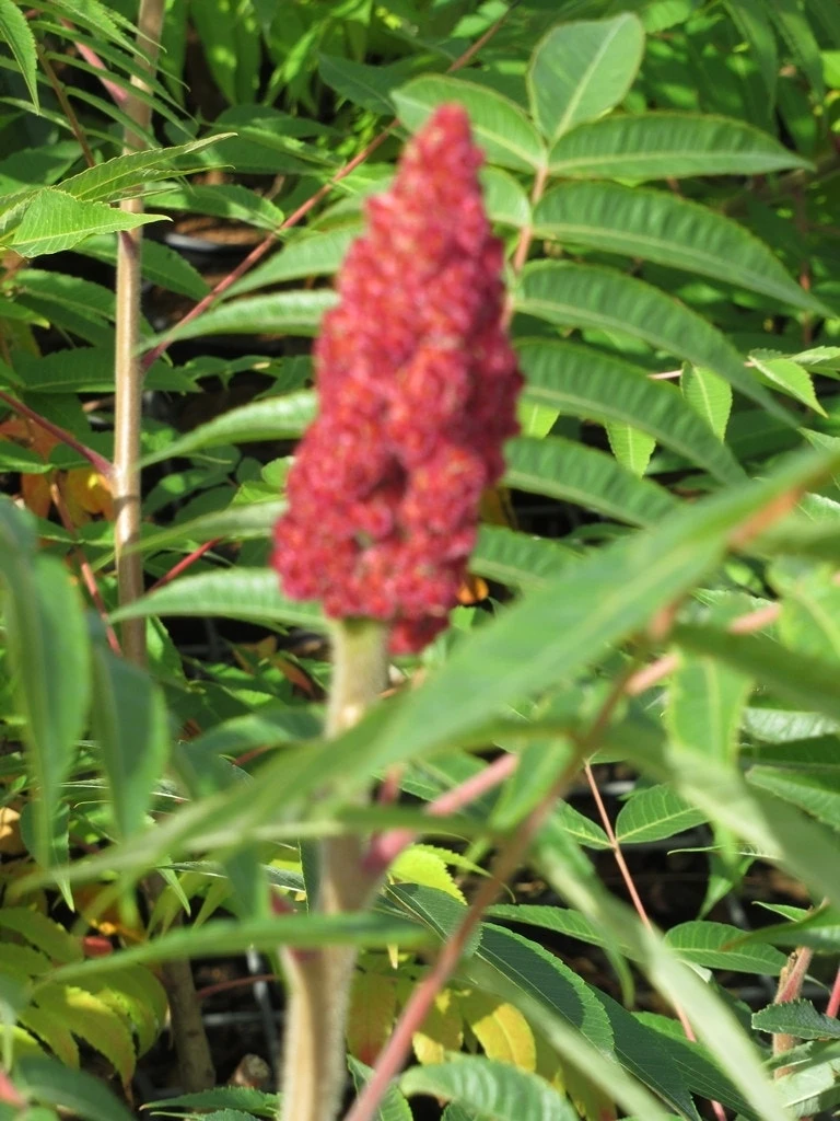 Fluweelboom, Struik (Rhus Typhina) 6 Fluweelboom, Struik (Rhus Typhina) - Afbeelding 6