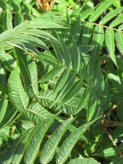 Fluweelboom, Struik (Rhus Typhina) 14 Fluweelboom, Struik (Rhus Typhina) -AOS Hoera Winkel rhus typhina 2