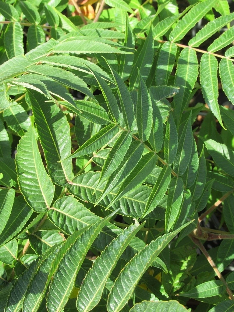 Fluweelboom, Struik (Rhus Typhina) 7 Fluweelboom, Struik (Rhus Typhina) - Afbeelding 7