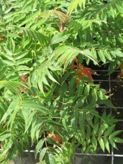 Fluweelboom, Struik (Rhus Typhina) 15 Fluweelboom, Struik (Rhus Typhina) -AOS Hoera Winkel rhus typhina 4