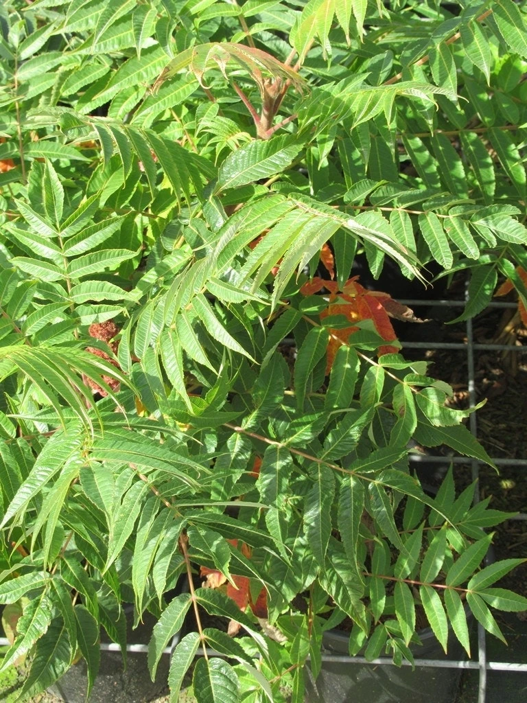 Fluweelboom, Struik (Rhus Typhina) 8 Fluweelboom, Struik (Rhus Typhina) - Afbeelding 8