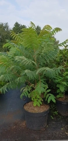 Fluweelboom, Struik (Rhus Typhina) 5 Fluweelboom, Struik (Rhus Typhina) - Afbeelding 5