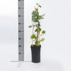 Zwarte Bes (Ribes Nigrum 'Ben Nevis') 7 Zwarte Bes (Ribes Nigrum 'Ben Nevis') -AOS Hoera Winkel ribes nigrum ben nevis