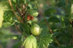 Groene Kruisbes Op Stam (Ribes Uva-crispa 'Hinnonmaki Grön') -AOS Hoera Winkel ribes uva crispa hinnonmaki gr n lage res
