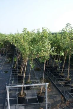 AOS Hoera Winkel -AOS Hoera Winkel ribes uva crispa hinnonmaki gr n stam lage res 2 1