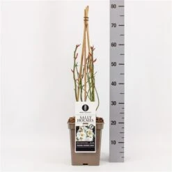 Roos (Rosa 'Sally Holmes') -AOS Hoera Winkel rosasallyholmes01