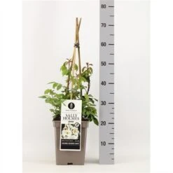 Roos (Rosa 'Sally Holmes') -AOS Hoera Winkel rosasallyholmes02