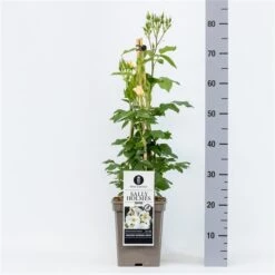 Roos (Rosa 'Sally Holmes') -AOS Hoera Winkel rosasallyholmes04