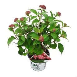 Hortensia (Hydrangea 'Ruby Annabelle') 11 Hortensia (Hydrangea 'Ruby Annabelle') -AOS Hoera Winkel ruby annabelle