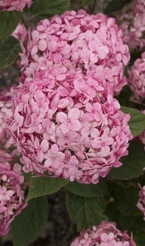 Hortensia (Hydrangea 'Ruby Annabelle') 2 Hortensia (Hydrangea 'Ruby Annabelle') - Afbeelding 2