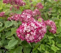 Hortensia (Hydrangea 'Ruby Annabelle') 8 Hortensia (Hydrangea 'Ruby Annabelle') -AOS Hoera Winkel ruby annabelle 5