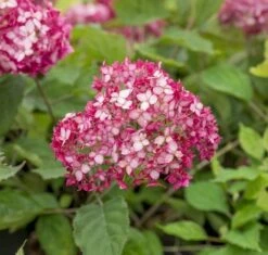Hortensia (Hydrangea 'Ruby Annabelle') 10 Hortensia (Hydrangea 'Ruby Annabelle') -AOS Hoera Winkel ruby annabelle 6