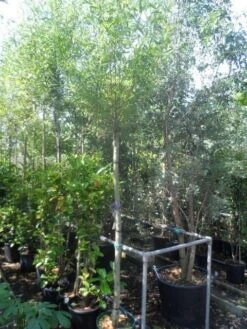 Knotwilg (Salix Alba) 18 Knotwilg (Salix Alba) -AOS Hoera Winkel salix alba 12 14 16ho cont