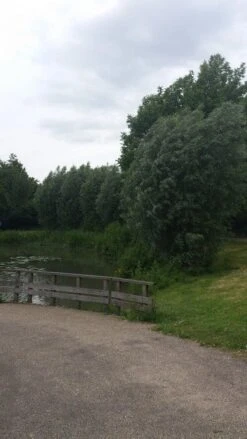 Knotwilg (Salix Alba) 12 Knotwilg (Salix Alba) -AOS Hoera Winkel salix alba knotwilg 1