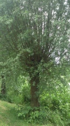 Knotwilg (Salix Alba) 13 Knotwilg (Salix Alba) -AOS Hoera Winkel salix alba knotwilg 2