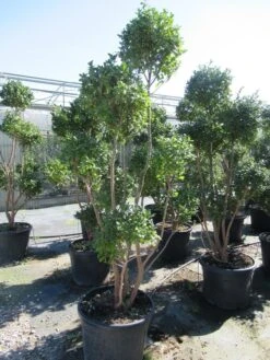 Camelia Als Bonsai (Camellia Sasanqua) 17 Camelia Als Bonsai (Camellia Sasanqua) -AOS Hoera Winkel sasanquapompon01