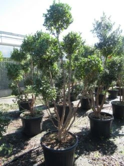 Camelia Als Bonsai (Camellia Sasanqua) 18 Camelia Als Bonsai (Camellia Sasanqua) -AOS Hoera Winkel sasanquapompon03