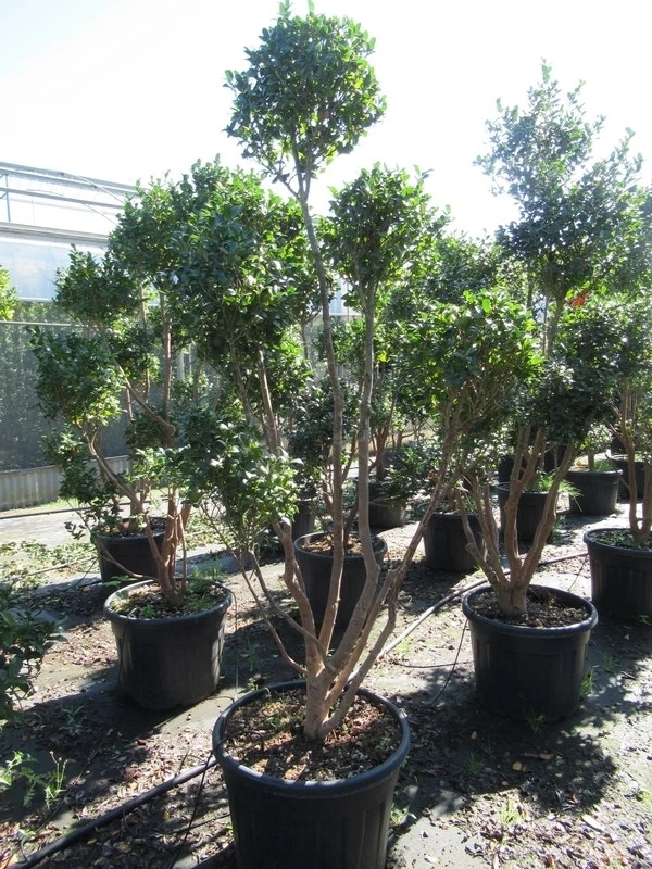 Camelia Als Bonsai (Camellia Sasanqua) 9 Camelia Als Bonsai (Camellia Sasanqua) - Afbeelding 9