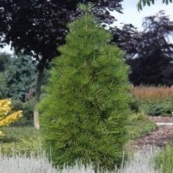 Japanse Parasolden (Sciadopitys Verticilata) 10 Japanse Parasolden (Sciadopitys Verticilata) -AOS Hoera Winkel scvertic 7