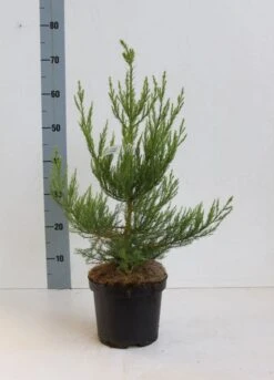 Mammoetboom (Sequoiadendron Giganteum) -AOS Hoera Winkel seqouiadendron giganteum 40 50 co. 3l kopie