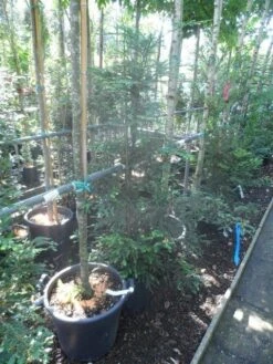 Kustmammoetboom (Sequoia Sempervirens) -AOS Hoera Winkel sequoia sempervirens 125 150 c20