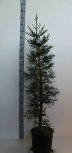 Mammoetboom (Sequoiadendron Giganteum) -AOS Hoera Winkel sequoiadendrn gl glaucum125 150 cm co. 18l kopie