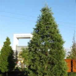 Kustmammoetboom (Sequoia Sempervirens) -AOS Hoera Winkel sequoiadendron giganteum