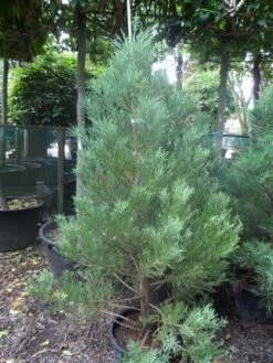 Mammoetboom (Sequoiadendron Giganteum) -AOS Hoera Winkel sequoiadendron giganteum 150 175 c35
